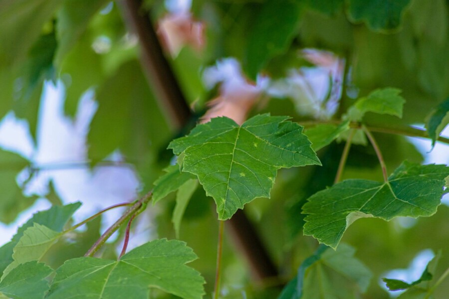 Acer rubrum HO 6/8 P/K Acer rubrum Hochstamm 6/8