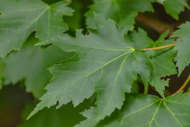 Acer rubrum hochstamm 10/12