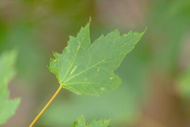 Acer rubrum hochstamm 10/12