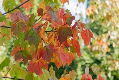 Acer rubrum hochstamm 10/12