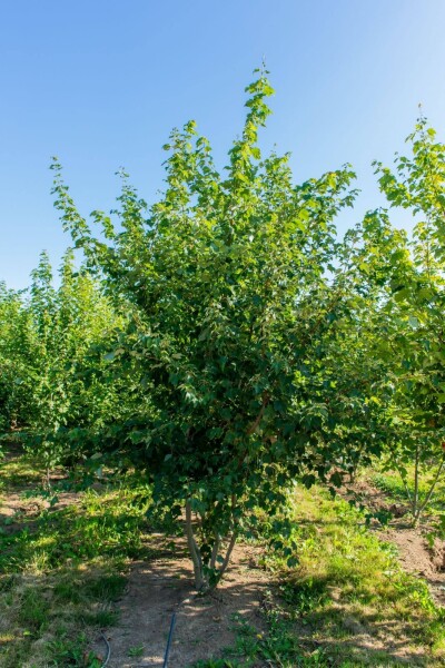 Acer rubrum meerstammig