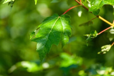 Acer rubrum mehrstämmig 200-250