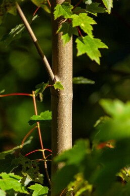 Acer rubrum mehrstämmig 200-250