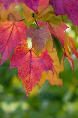 Acer rubrum mehrstämmig 200-250