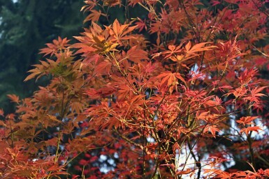 Acer rubrum 'Autumn Flame'