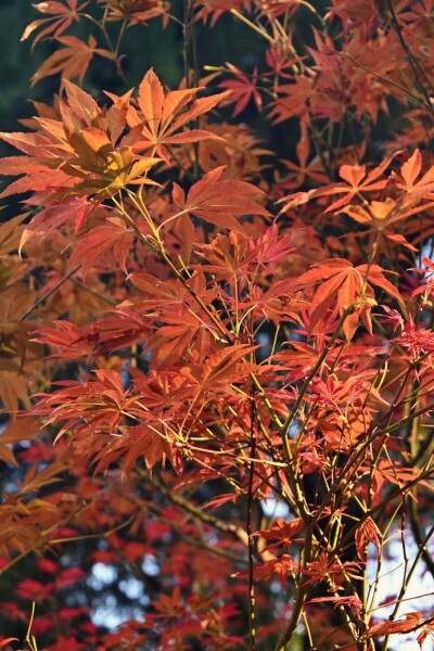 Acer rubrum 'Autumn Flame' hoogstam Acer rubrum 'Autumn Flame' hoogstam