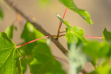 Acer rubrum 'October Glory' hochstamm 6/8