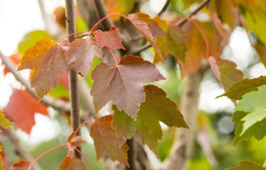 Acer rubrum 'October Glory' HO 6/8 P/K Acer rubrum 'October Glory' Hochstamm 6/8