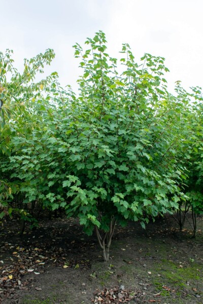 Acer rubrum 'October Glory' meerstammig