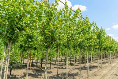 Acer rubrum 'Red Sunset' (= Acer rubrum 'Franksred')