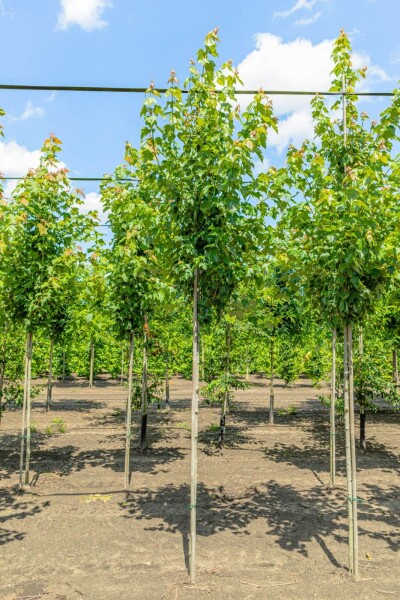 Acer rubrum 'Red Sunset' hochstamm