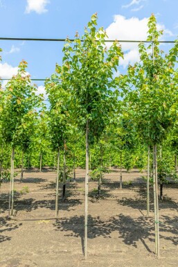 Acer rubrum 'Red Sunset' hochstamm 10/12