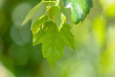 Acer rubrum 'Red Sunset' hochstamm 10/12