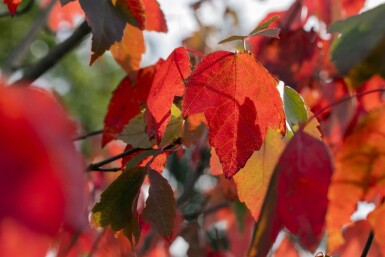 Acer rubrum 'Red Sunset' hochstamm 10/12