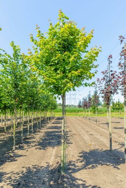 Acer rubrum 'Scanlon'