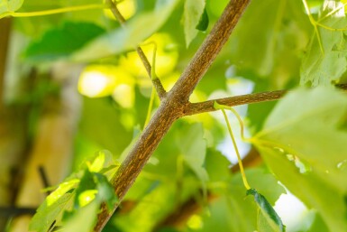 Acer rubrum 'Scanlon'