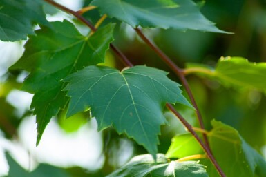 Acer rubrum 'Scanlon'