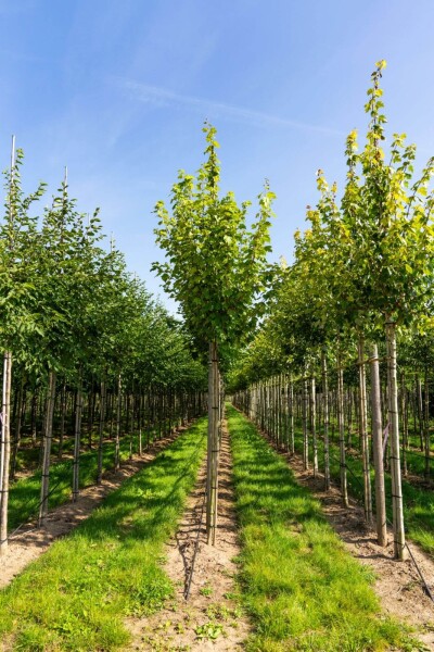 Acer rubrum 'Scanlon' hoogstam