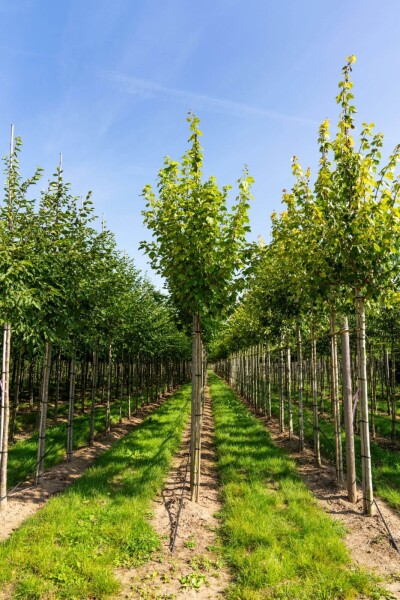 Acer rubrum 'Scanlon' hoogstam Acer rubrum 'Scanlon' hoogstam