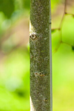 Acer rubrum 'Scanlon' hochstamm 10/12