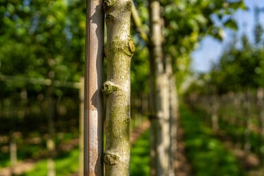 Acer rubrum 'Scanlon' hochstamm 10/12