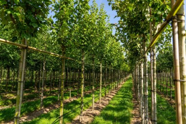 Acer rubrum 'Scanlon' hochstamm 10/12