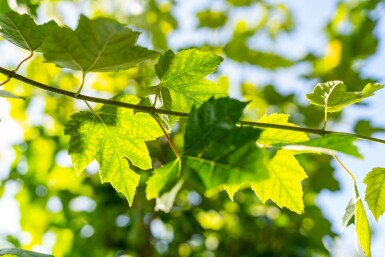 Acer rubrum 'Scanlon' hochstamm 10/12