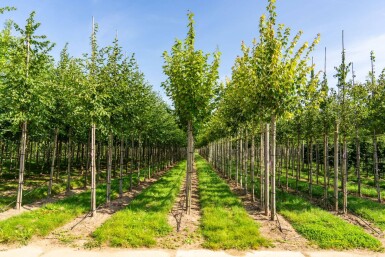 Acer rubrum 'Scanlon' hochstamm 10/12