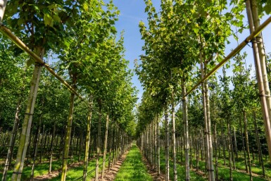 Acer rubrum 'Scanlon' hochstamm 10/12