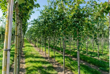 Acer rubrum 'Scanlon' hochstamm 10/12