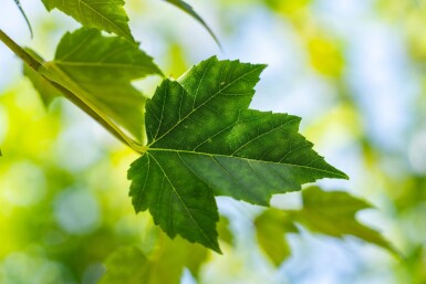 Acer rubrum 'Scanlon' hochstamm 10/12