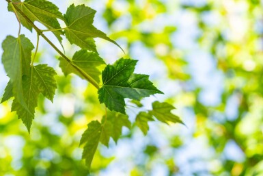 Acer rubrum 'Scanlon' hochstamm 10/12