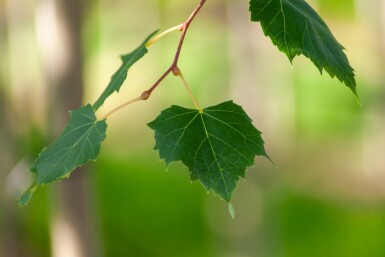 Acer rubrum 'Scanlon' hochstamm 10/12