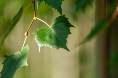 Acer rubrum 'Scanlon' hochstamm 10/12