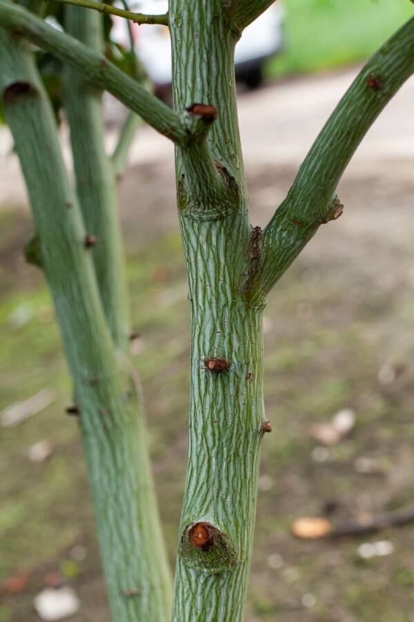 Acer rufinerve Acer rufinerve