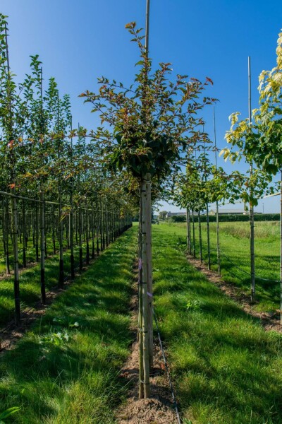 Acer rufinerve Hochstamm Acer rufinerve Hochstamm
