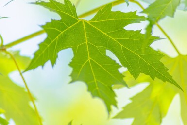 Acer saccharinum