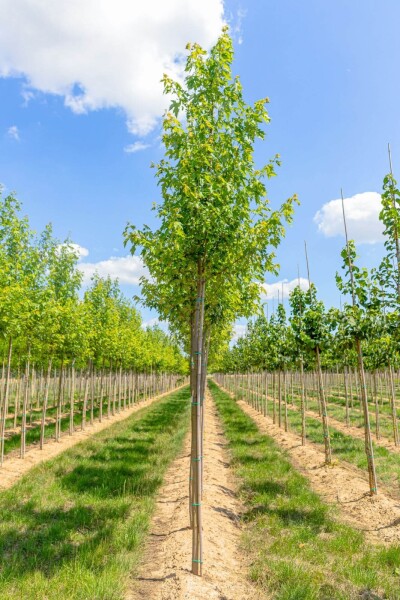 Acer saccharinum hoogstam Acer saccharinum hoogstam