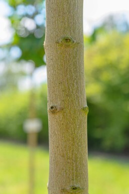 Acer saccharinum hochstamm 10/12