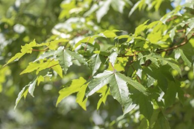 Acer saccharinum hochstamm 10/12