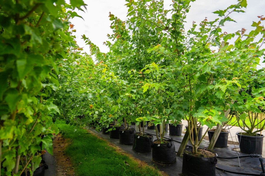Acer saccharinum ME 200-250 P/K Acer saccharinum Mehrstämmig 200-250