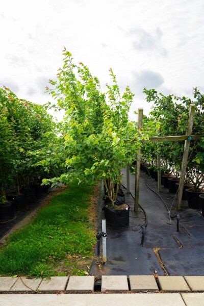 Acer saccharinum meerstammig Acer saccharinum meerstammig