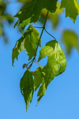 Acer saccharinum mehrstämmig 200-250