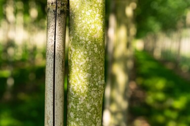 Acer saccharinum 'Laciniatum Wieri' hochstamm 10/12