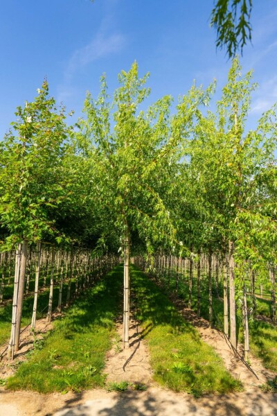 Acer saccharinum 'Laciniatum Wieri' hoogstam