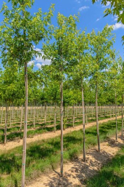 Acer saccharinum 'Laciniatum Wieri' hochstamm 10/12