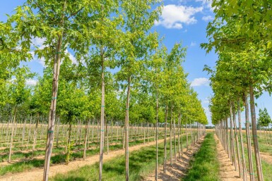 Acer saccharinum 'Laciniatum Wieri' hochstamm 10/12