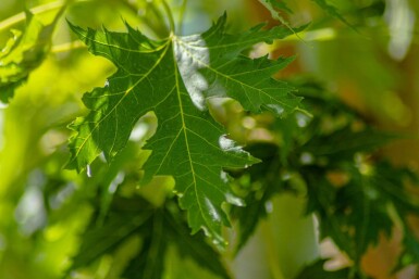 Acer saccharinum 'Laciniatum Wieri' hochstamm 10/12