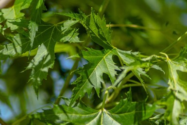 Acer saccharinum 'Laciniatum Wieri' hochstamm 10/12