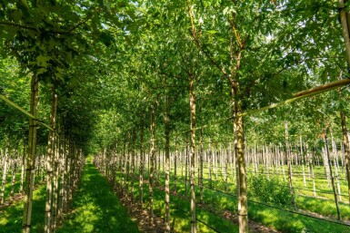 Acer saccharinum 'Laciniatum Wieri' hochstamm 10/12